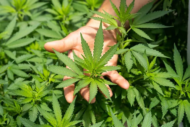 Chronic Australia