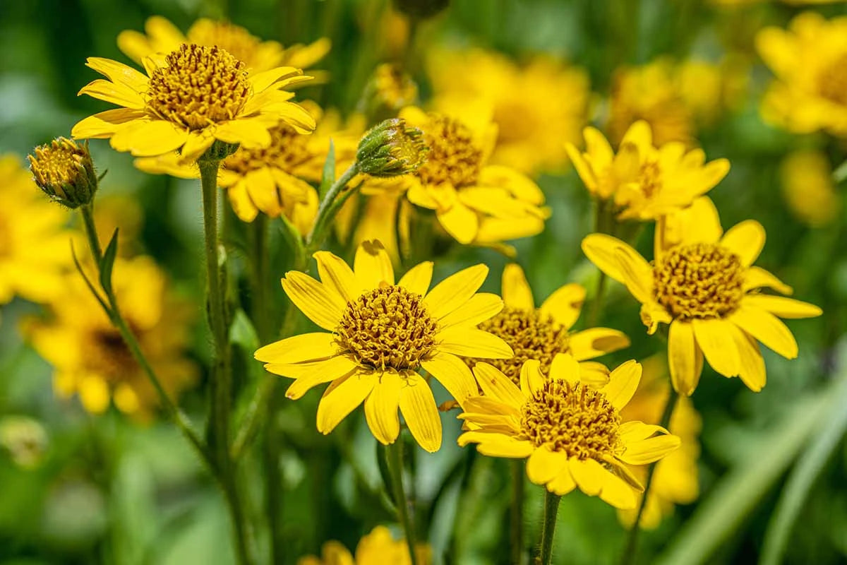 Arnica Extract