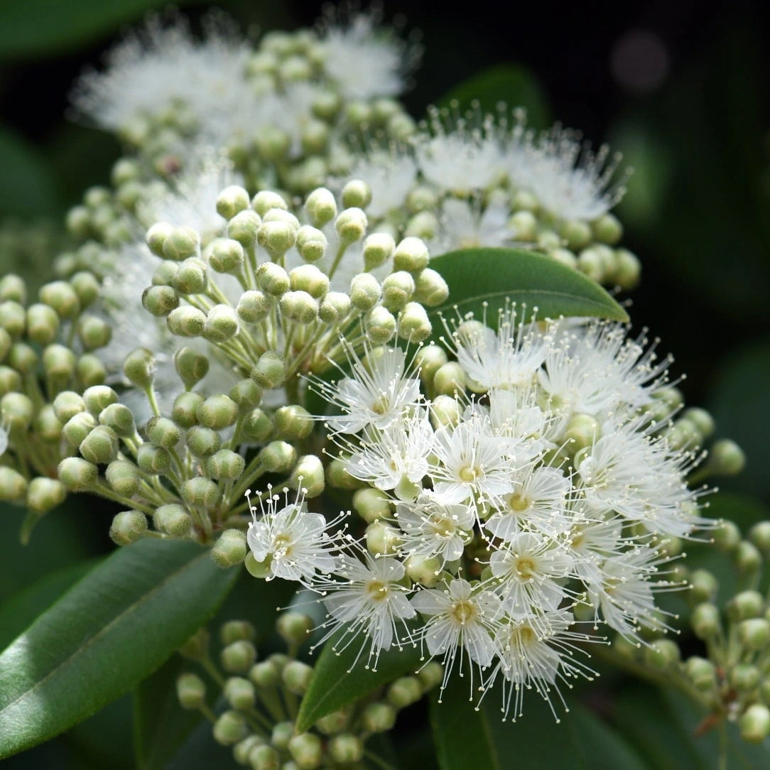 Lemon Myrtle