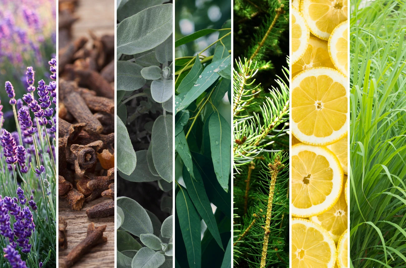 Botanical Terpene Blend