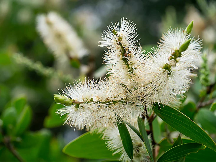 Cajeput Oil