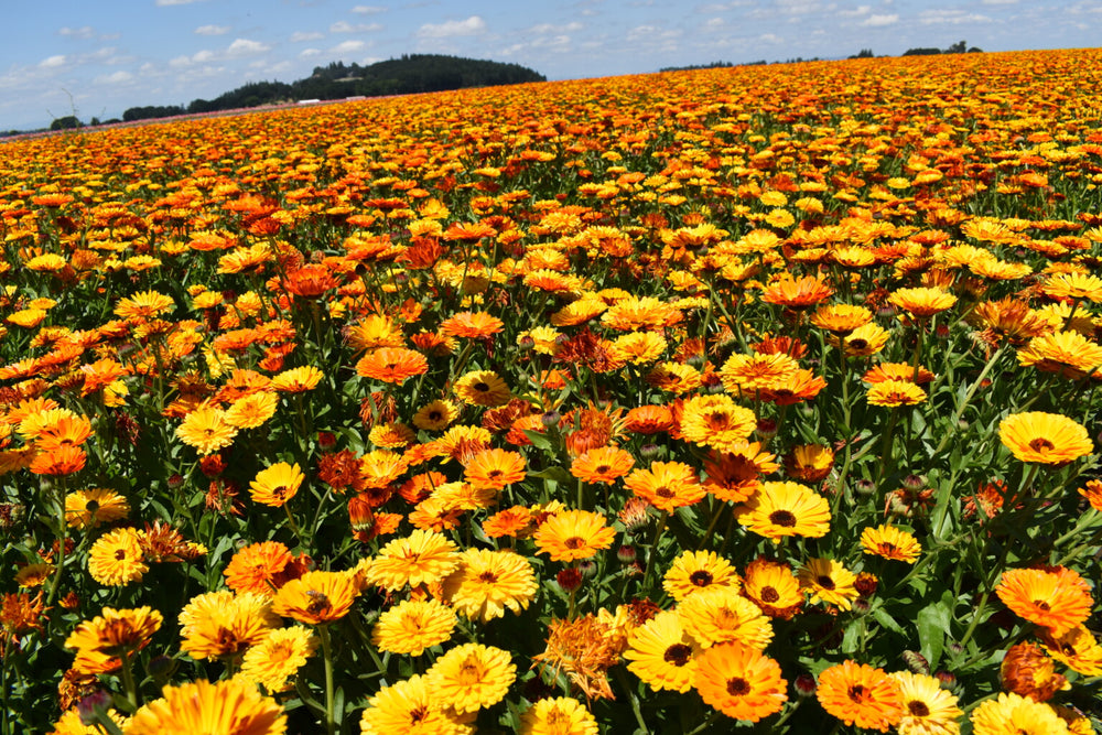 Calendula Flower