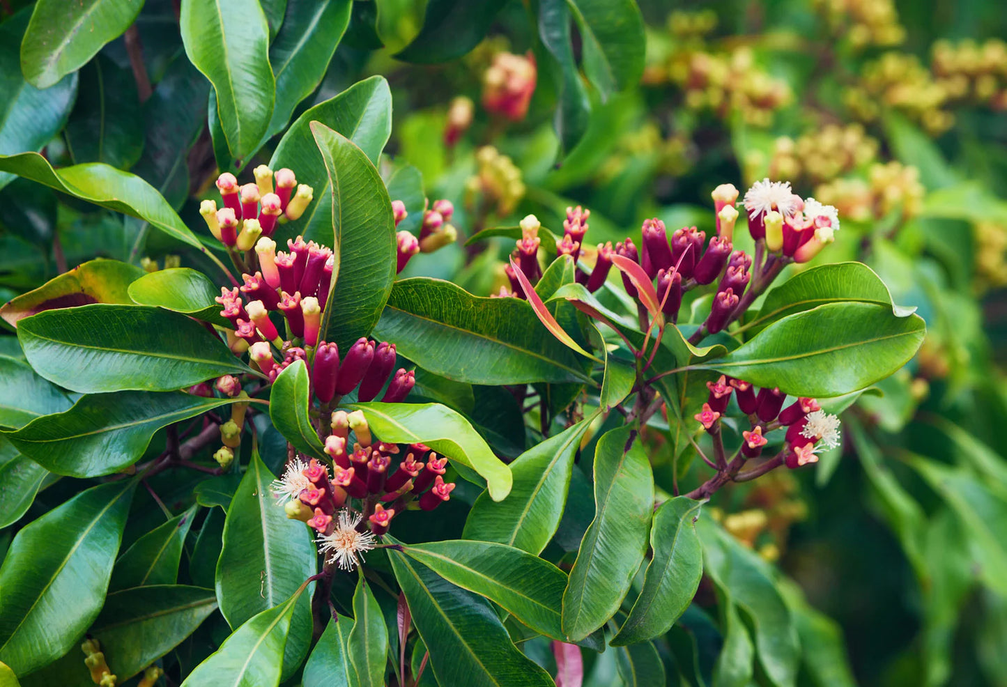 Clove Bud Oil