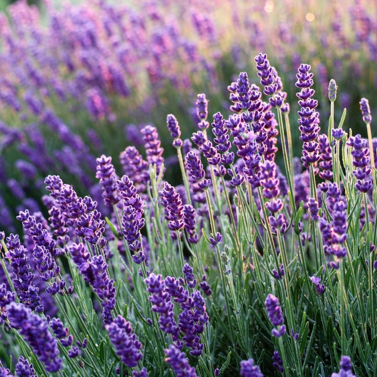 Lavender Oil